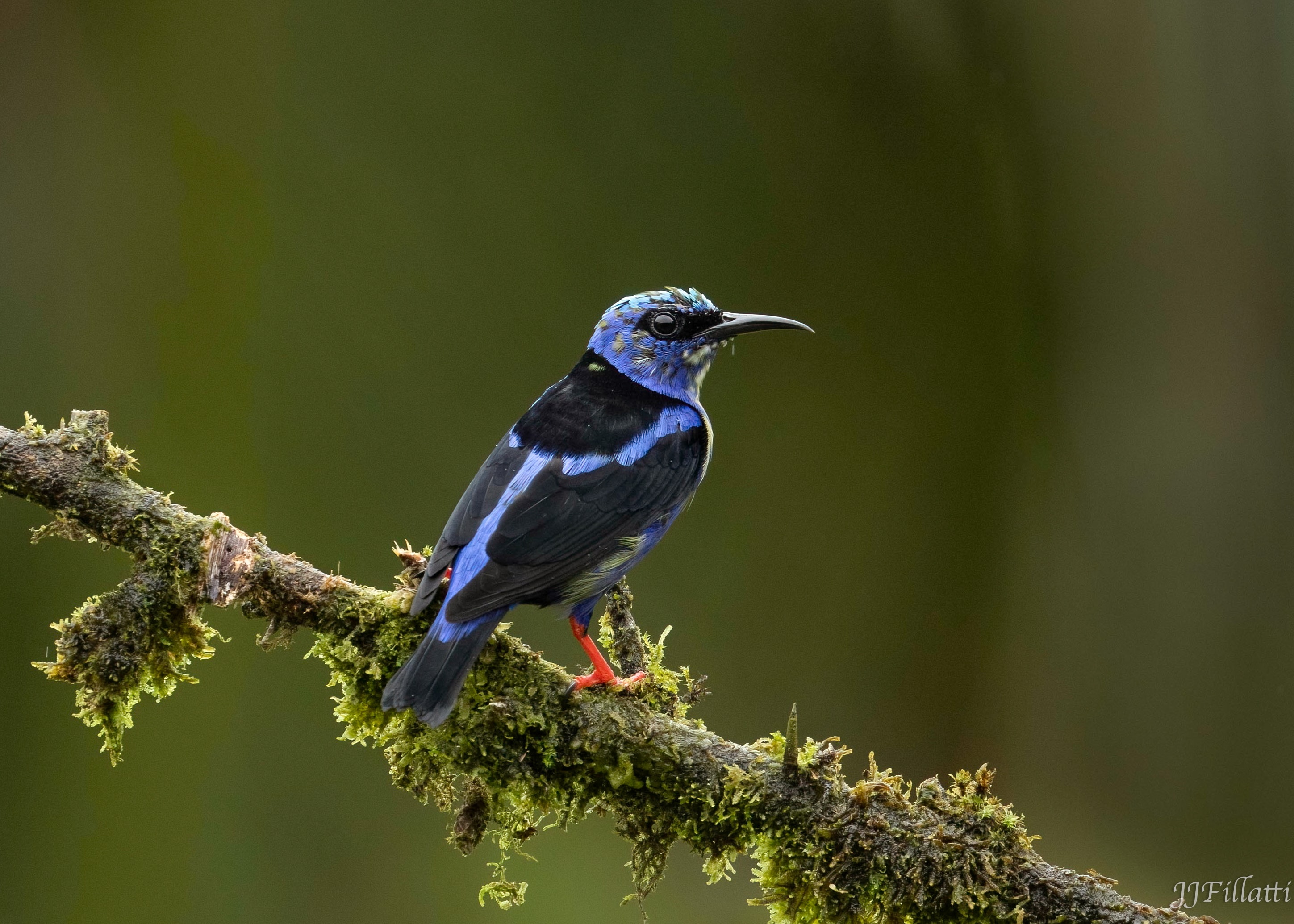 bird of Costa Rica image 10